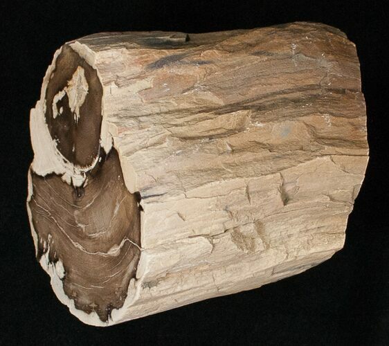 x Petrified Wood Limb Section - Oregon #16908